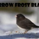 Sparrow Frost Black Is Indeed an Uncertain Bird