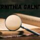 The Enigmatic World of Pernithia Galnith: A Mysterious Phenomenon